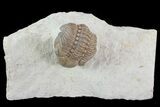 Detailed, Enrolled Lochovella (Reedops) Trilobite - Oklahoma #68631-1